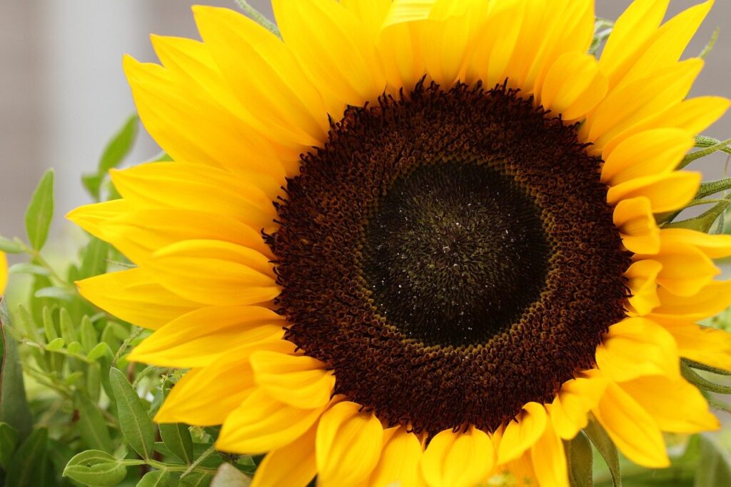 flower, sunflower, plants-7374702.jpg